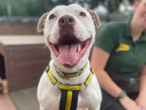 Supporting image for story: Deaf dog found wandering the streets hoping to sniff out new home