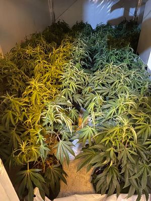 The cannabis plant grow found in Walsall Road, in West Bromwich. Photo: WMP Eye in the Sky @dronesWMP