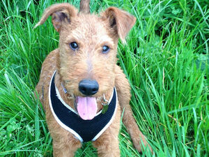 Supporting image for story: Trapped puppy set free from wheelie bin in Wellington