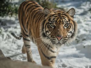 Supporting image for story: Chester Zoo named most popular visitor attraction outside of London