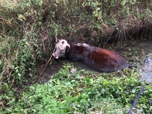 Supporting image for story: Raising of Mary Rose