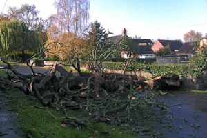 The fallen tree in Waters Upton