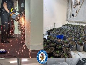 Supporting image for story: £1 million cannabis farm shut down by police