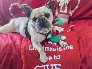 The six-year-old Frenchie is hoping to have a sofa of his own to snuggle on this Christmas