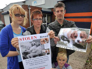 Supporting image for story: Family heartbroken as puppy is snatched