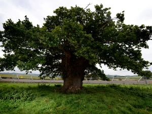Supporting image for story: Welsh oak bypassed for top spot in favour of Polish tree with war legacy