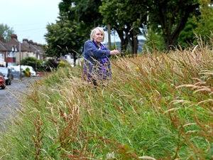 Supporting image for story: 'It used to be beautifully maintained - now it's the forgotten land': Dismay at state of grass bank