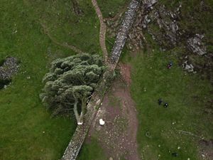 Supporting image for story: Two former friends found guilty of cutting down world-famous Sycamore Gap tree