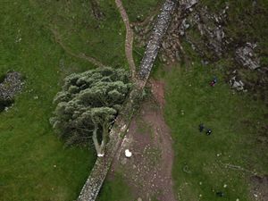 Sycamore Gap tree felled