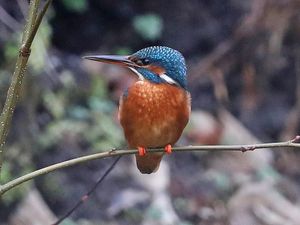 Supporting image for story: Watch: A viral video of a kingfisher turning its head is freaking people out