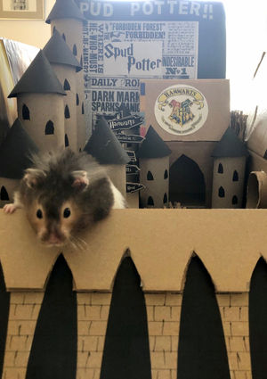 Spud at Hogwarts. Photo: Lisa Murray-Lang/SWNS