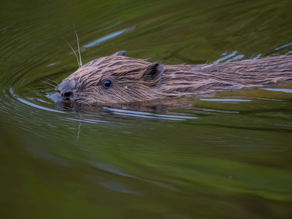 Six beaver families to be released in Highlands