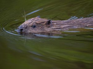 Supporting image for story: Six beaver families to be released in Highlands