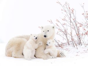 A polar bear mother with two playing cubs (Alamy/PA)