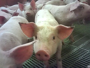 An image of a pig captured by an undercover investigator at Northmoor Farm