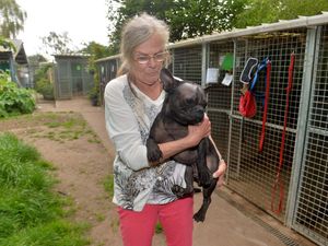 Supporting image for story: 'People can't give up jobs, so they give up their dogs': Kennels face influx of lockdown pups