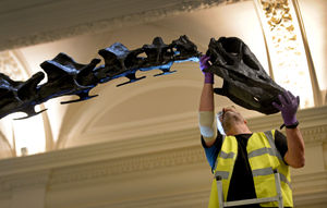 Andy Wahl fits on Dippy's head