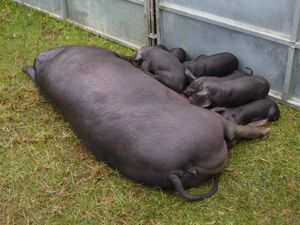 A pig and her many piglets taking a break at Llanbister Show