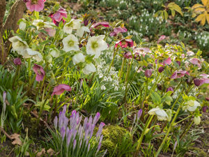 Supporting image for story: Explore Powys National Garden Scheme’s ‘Early Openers in 2025’ which feature snowdrops and spring flower gardens.