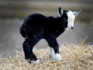 Tony Scott, from Scotty's Donkey and Animal Park, Norton, with a new born baby pygmy goat. He believes it is the smallest one they have ever seen as it stands at only seven inches tall