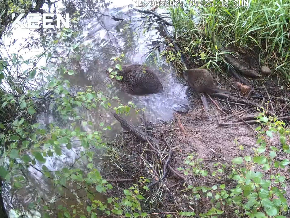 Beaver kits born in Cairngorms National Park for second year running