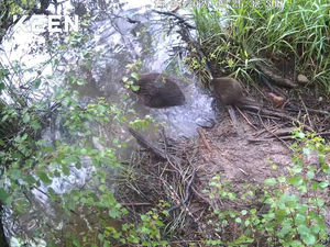 Supporting image for story: Beaver kits born in Cairngorms National Park for second year running