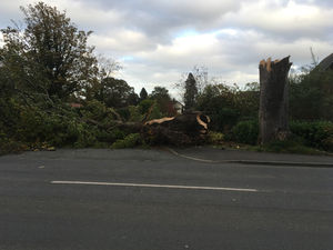 Supporting image for story: Storm Ophelia: Fallen trees block roads across Shropshire as Boots in Welshpool closed because of unsafe roof  