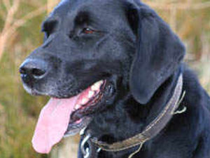 Supporting image for story: Message over pets still ignored