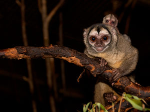 Supporting image for story: Surprise new arrival at West Midland Safari Park in time for Mother's Day