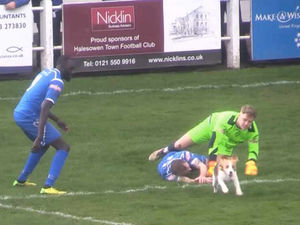 Supporting image for story: Who let the dog out? Pet pawses Halesowen Town match as players dive to catch pup pitch invader - WATCH