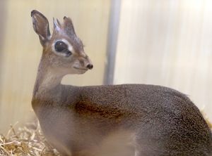 Supporting image for story: New arrival makes journey from Chester Zoo to Twycross 