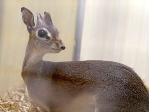 Supporting image for story: New arrival makes journey from Chester Zoo to Twycross 