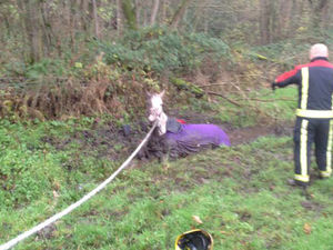 Supporting image for story: IN PICTURES: Firefighters rescue horse stuck in a sticky situation