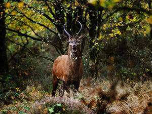 Supporting image for story: Bags of help to cut down Cannock Chase deer deaths