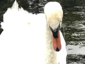Supporting image for story: RSPCA warns of fishing litter hazards after swan found with hook above eye