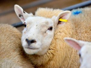 Supporting image for story: Record price for ram at Shrewsbury show