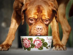Supporting image for story: Scientists calculate true carbon footprint of premium dog foods