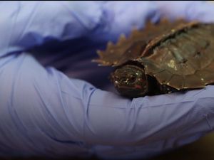 Supporting image for story: An endangered turtle has been born at ZSL London Zoo
