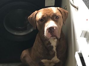 Supporting image for story: Police catch two dogs believed to have attacked man found dead in back garden