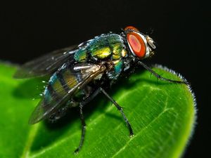 Supporting image for story: Houseflies could spread disease between humans, scientists warn