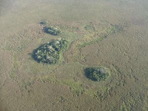 Supporting image for story: Humans created many ‘forest islands’ in the Amazon 10,000 years ago – study