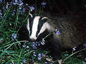 Supporting image for story: Pity the badgers