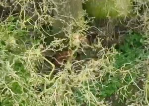 Drone pilot John Watton used heat seeking technology to find two lost cocker spaniel puppies. SWNS