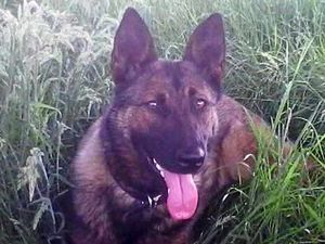Supporting image for story: Shropshire man arrested in fraud investigation as £20,000 police dog fund cash paid back