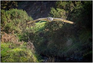Eagle Owl Approaching by Stefan Waldendorf