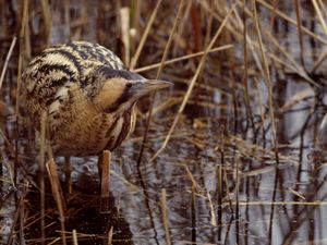 A bittern wading in a reed bed