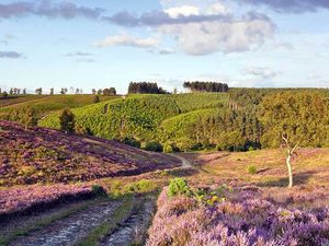 Supporting image for story: Cannock Chase Forest named among UK's 'most Instagrammed places'
