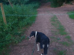 Supporting image for story: Barbed wire blocking Ludlow bridleway is 'illegal and dangerous'