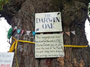 Supporting image for story: Petition to save 'Darwin Oak' passes 100,000 signatures within hours of naturalist's birthday