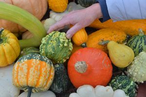 Pumpkins and squash of all varieties are on offer